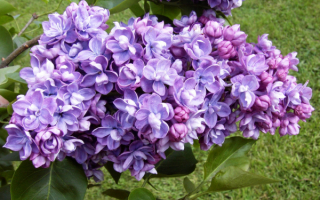 Сирень Кондорсе