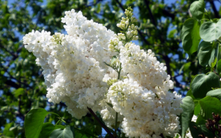 Цветы белой сирени