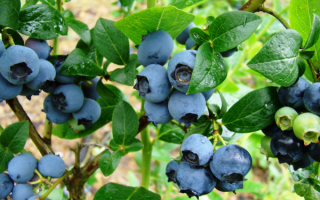 Голубика высокорослая элизабет