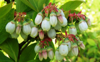 Голубика цветение