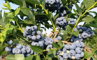 Голубика Блюголд