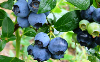 Голубика Бонифаций