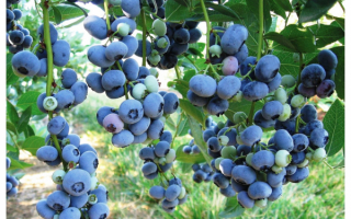 Голубика Либерти