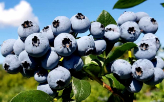 Голубика Нельсон