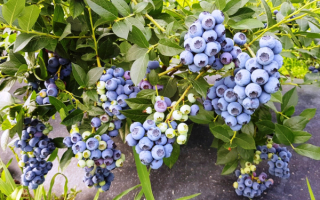 Голубика Река