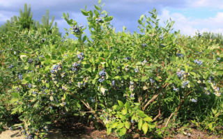 Голубика садовая