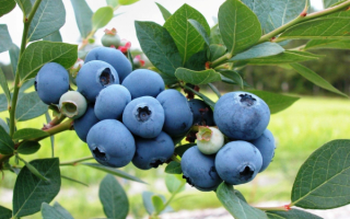 Голубика Чандлер