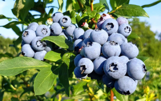 Голубика Эллиот