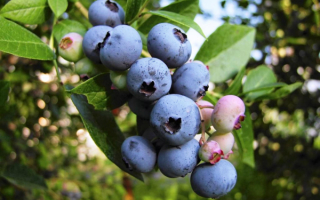 Голубика бригитта