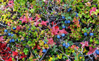 Голубика в тундре