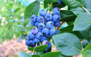 Голубика высокорослая Нортланд