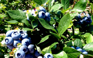 Голубика высокорослая Чандлер