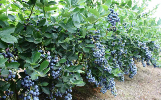 Голубика высокорослая блюкроп