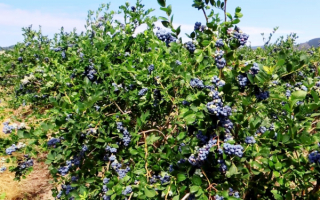 Голубика дюк куст