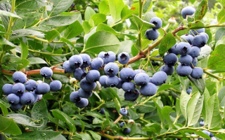 Голубика дюк