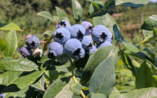 Голубика мидер