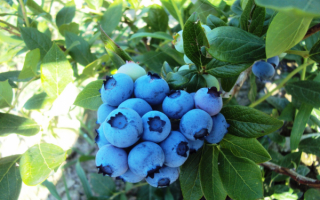 Голубика высокорослая блюголд