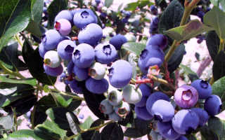 Голубика элизабет