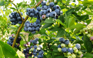 Ягода голубика