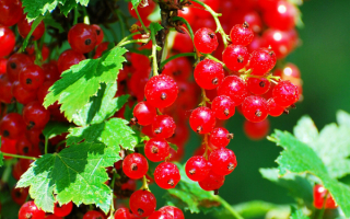 Ветка красной смородины