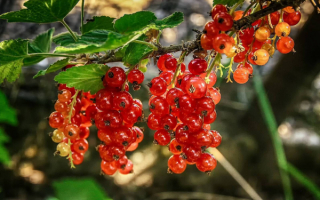 Красная смородина Лапландия