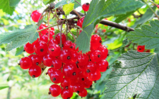 Красная смородина Натали