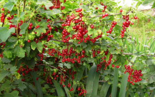 Красная смородина на даче