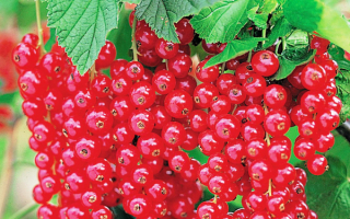 Красная смородина сорт восторг