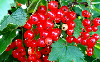 Красная смородина уральский сувенир