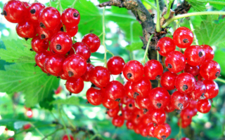 Красная смородина Ассора