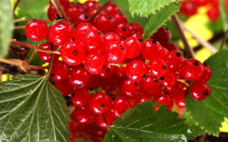 Красная смородина дарница