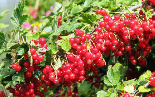 Смородина красная алая Зорька