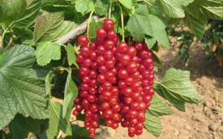 Смородина красная Длиннокистная