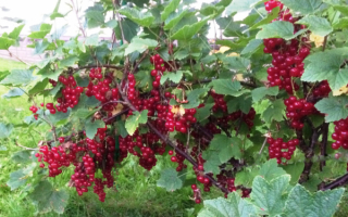 Смородина красная Щедрая