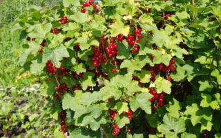 Смородина красная куст