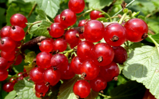 Смородина красная мармеладница