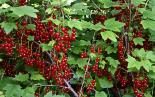 Смородина красная поздний сорт Чародейка