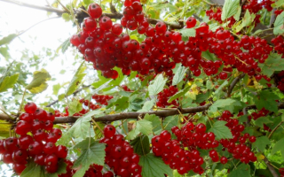 Смородина красная ранняя сладкая