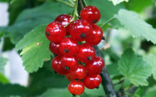 Смородина красная ранняя