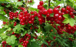 Смородина красная уральская красавица