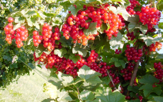 Смородина красная юнифер