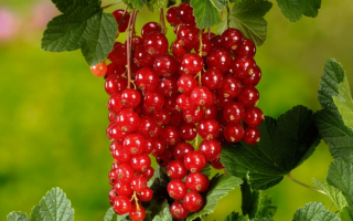 Смородина красная