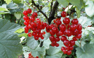 Смородина сахарная