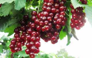 Смородина цветная Вишневая