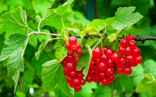 Спелая красная смородина