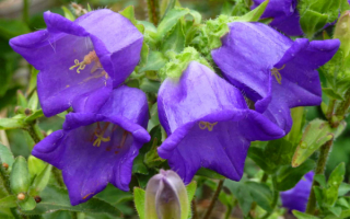 Колокольчики садовые фиолетовые