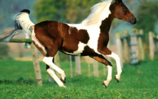 Пегий конь