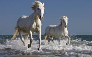 Лошади бегут по волнам