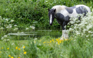 Лошадь у ручья