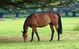 Лошадь щиплет траву